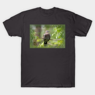 Daydreaming White-winged Dove T-Shirt